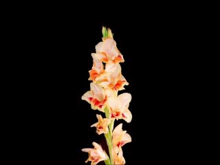 gladiolus by mandalaexpert/biology