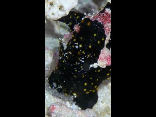 frogfish by atsushisadaki/ biology