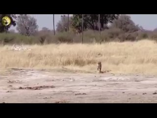 black antelope vs lion